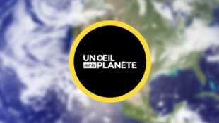 Un oeil sur la planète Cannabis : quelle bonne politique ?