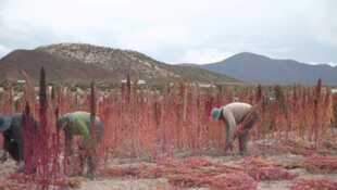 Quinoa, prenez-en de la graine !