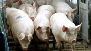 Le vrai coût de la viande pas chère Pauvre cochon, riche affaire