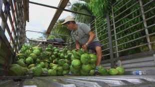 Noix de coco : le fruit du paradis ?