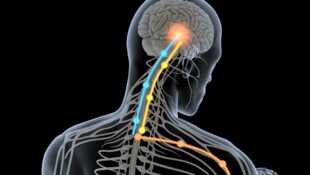 L'effet placebo