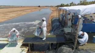 Crevettes en eaux troubles