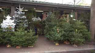 Le grand voyage du sapin de Noël