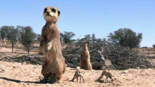 Caméras espions en terre animale
