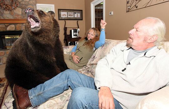 un ours polaire rencontre un grizzly